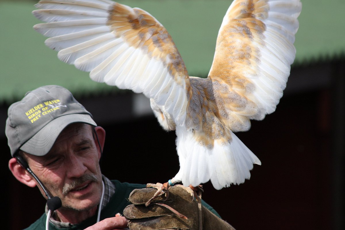 Kielder Water Birds of Prey Centre – One of the largest collections of birds  in the North of England