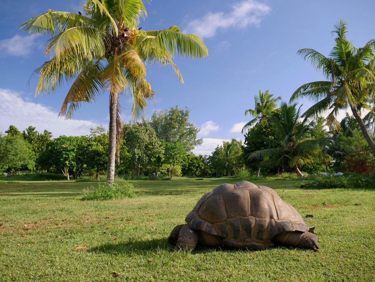 Bird Island, Seychelles - UPDATED 2022 Prices, Reviews & Photos ...