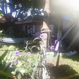 Amanecer en el jardín