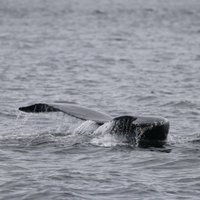 Port Angeles Whale Watch Company - All You Need to Know BEFORE You Go ...