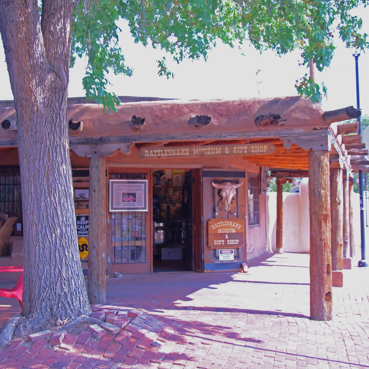 List 102+ Pictures american international rattlesnake museum photos Sharp