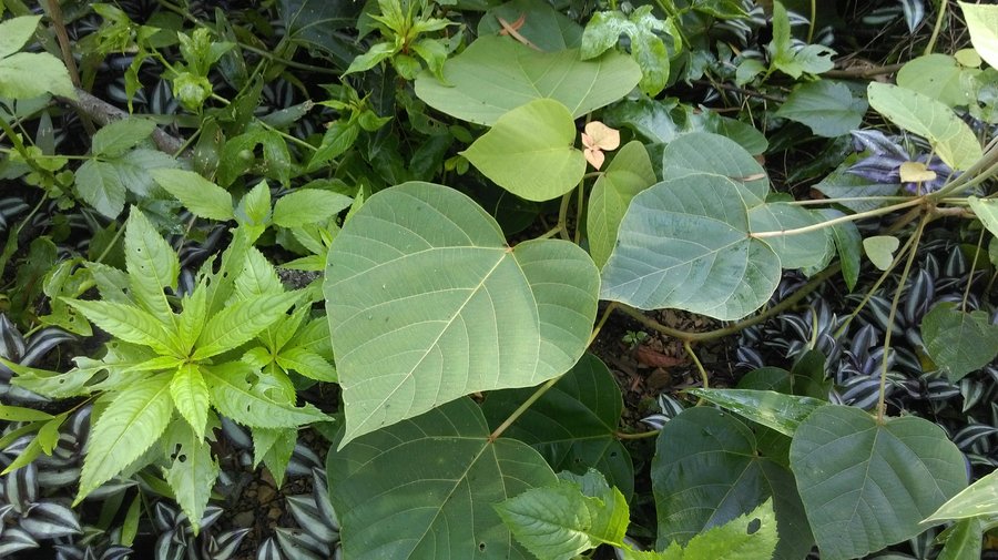 新田登步道-植物