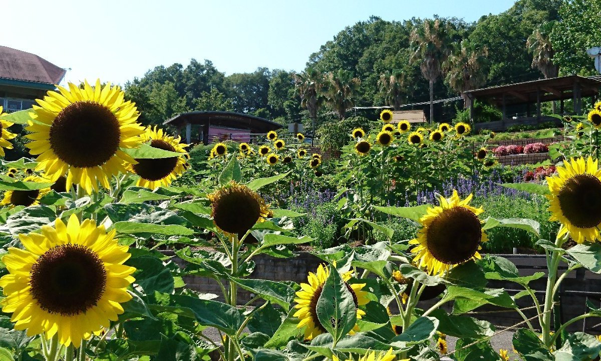 22年 和歌山県植物公園緑花センター 行く前に 見どころをチェック トリップアドバイザー