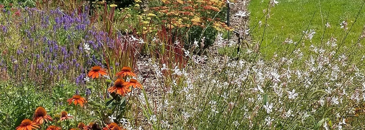 The newest perennial bed
