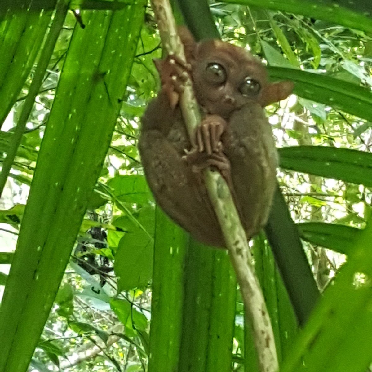 22年 Loboc Wildlife Nature Park 行く前に 見どころをチェック トリップアドバイザー