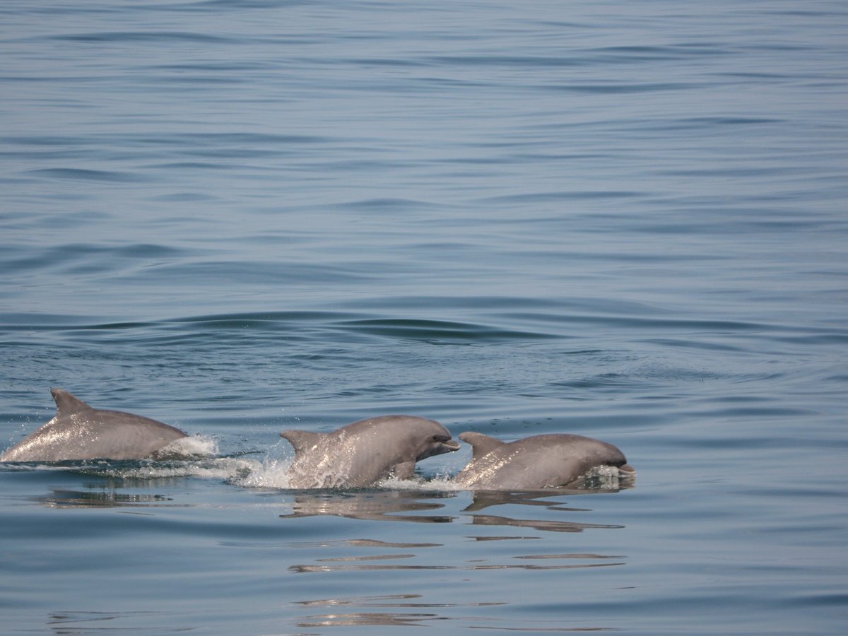 CAPE MAY WHALE WATCHER All You Need to Know BEFORE You Go