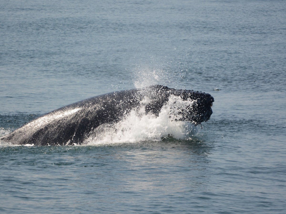 Cape May Whale Watcher - All You Need to Know BEFORE You Go