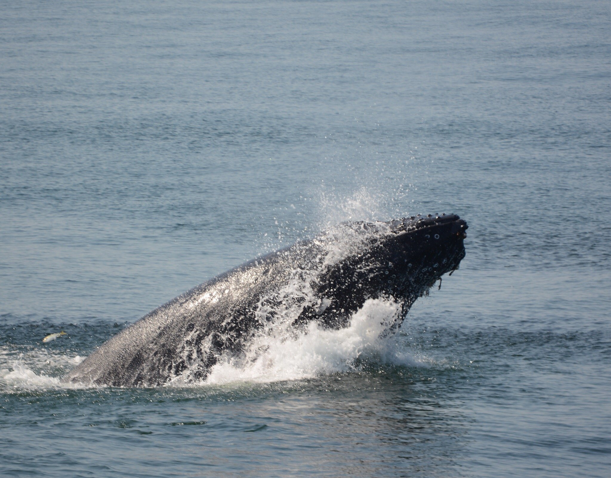 Cape May Whale Watcher All You Need to Know BEFORE You Go