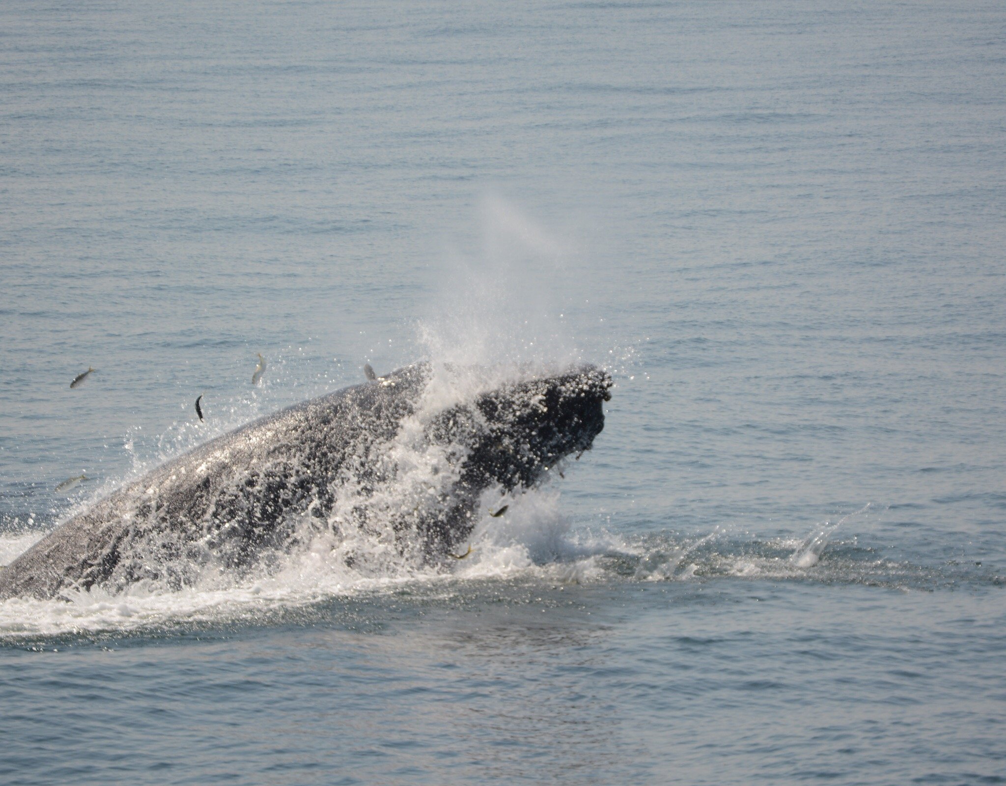 CAPE MAY WHALE WATCHER All You Need to Know BEFORE You Go