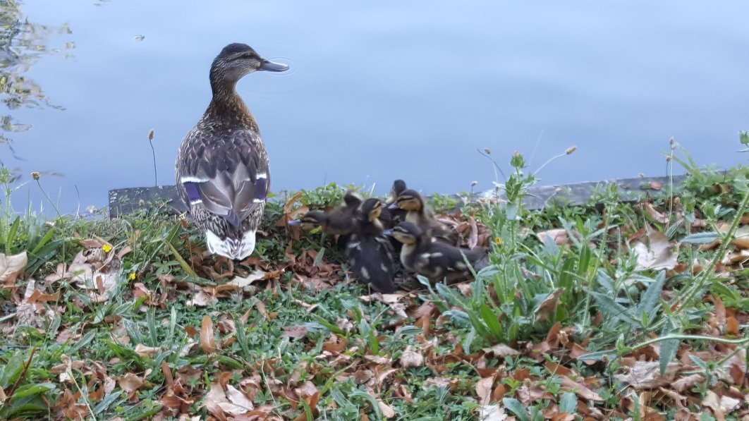 Enfield Town Park