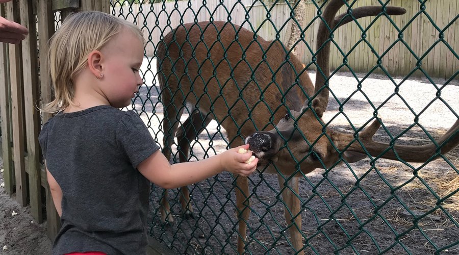 Feeding the Deer