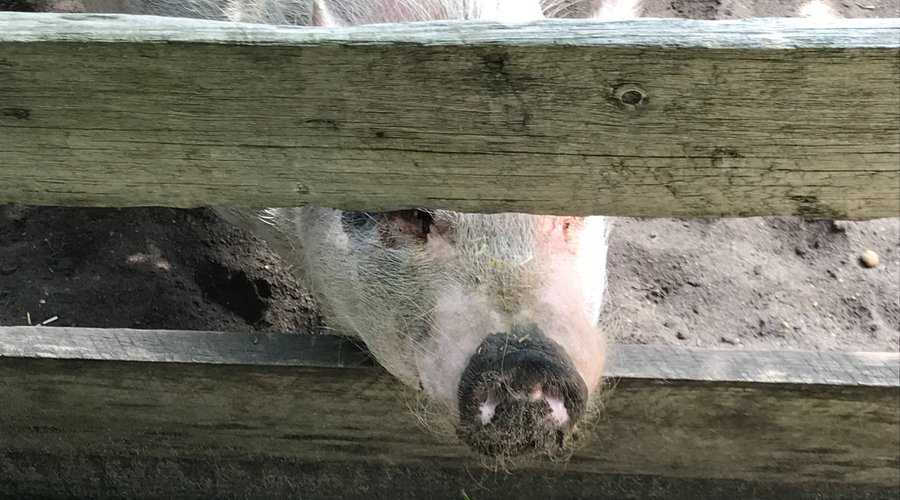 All personality this one! Go Vegan!
