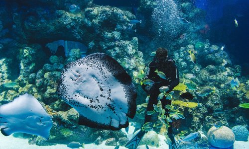 Ray feeding