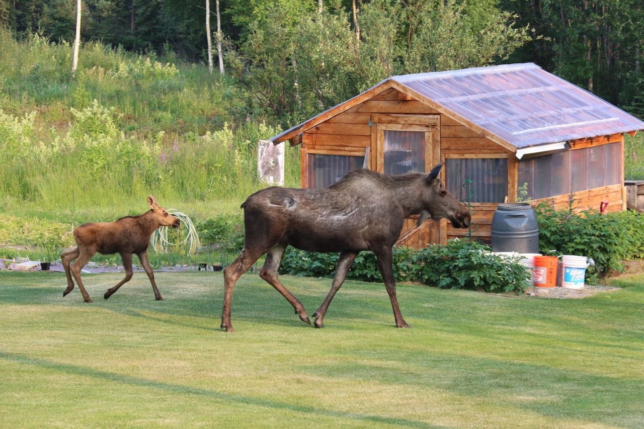 LOG CABIN WILDERNESS LODGE Hotel (Tok, Alaska): Prezzi 2022 E Recensioni