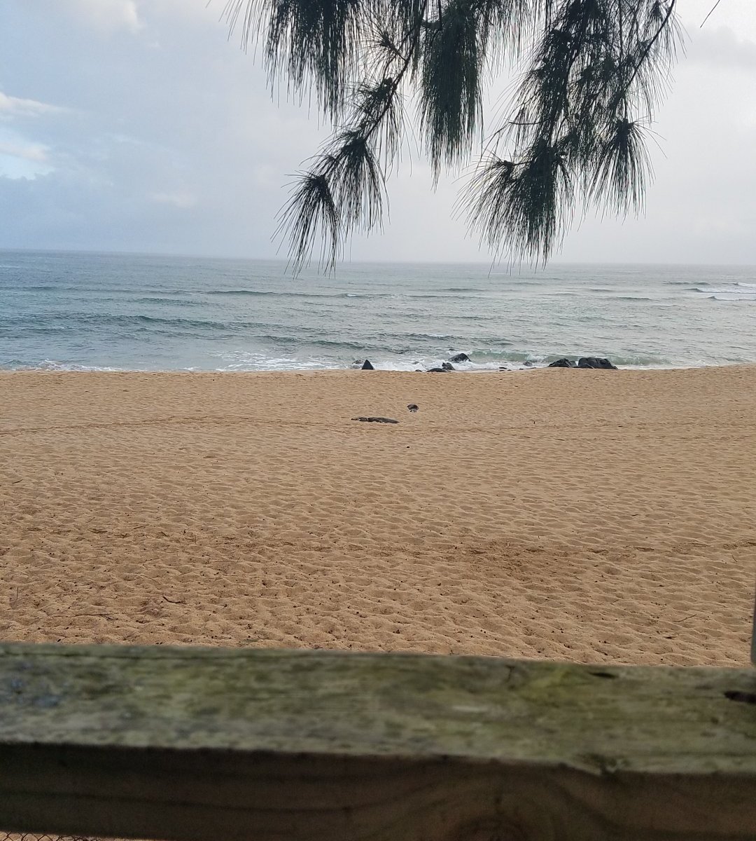 Chun's Reef Beach (Haleiwa) - All You Need to Know BEFORE You Go 