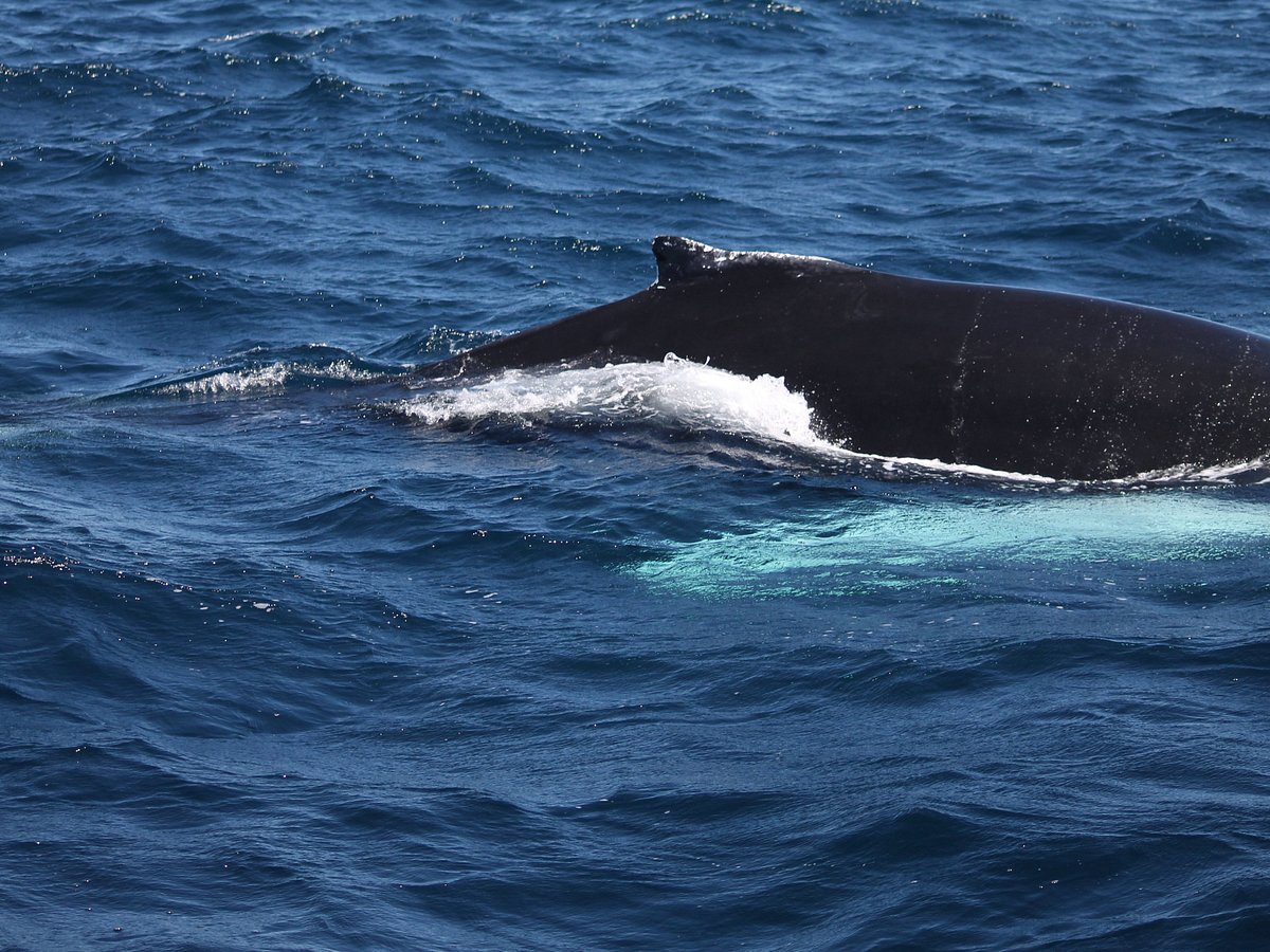 ATLANTIC WHALE AND WILDLIFE TOURS (Courtmacsherry) - All You Need to ...