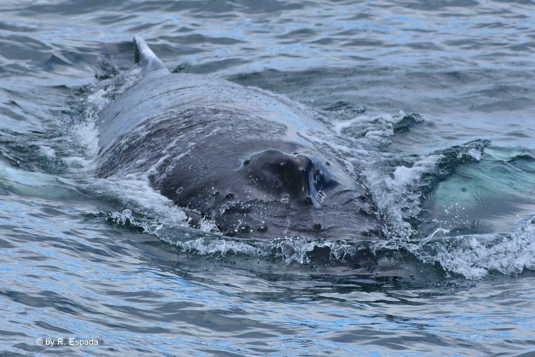 DOLPHIN ADVENTURE (Gibraltar) - All You Need to Know BEFORE You Go