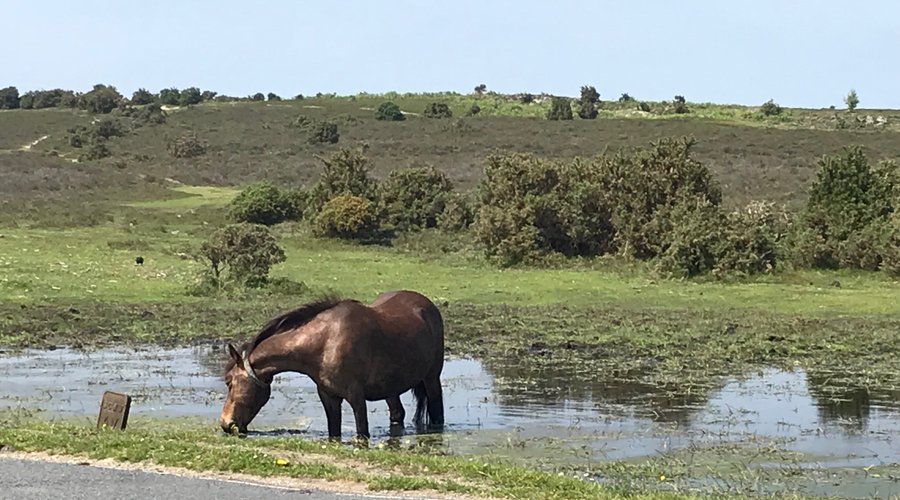 New Forest Pony, near Rufus House