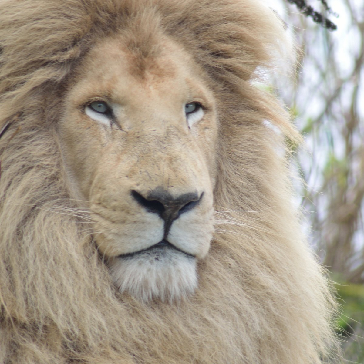 WILDHEART ANIMAL SANCTUARY (Sandown) - All You Need to Know BEFORE You Go WILDHEART ANIMAL SANCTUARY (Sandown) - All You Need to Know BEFORE You Go