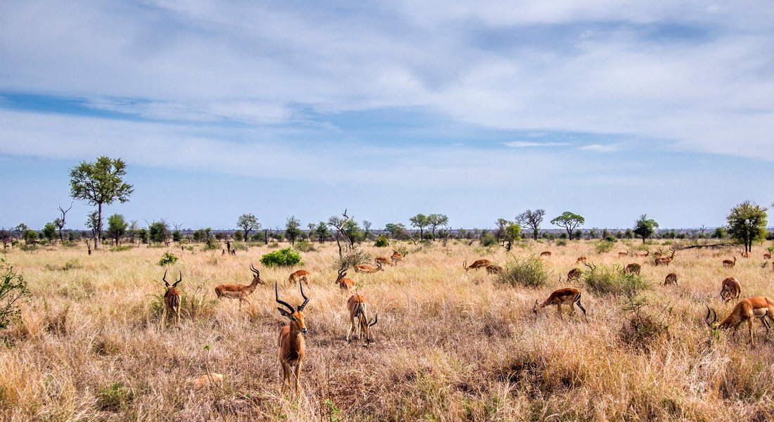 Kruger Ulusal Parkı Seyahati, 2021 Tripadvisor