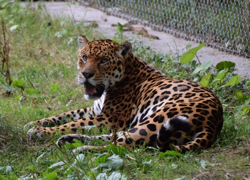 Dartmoor Zoological Park Sparkwell 2022 Qu Saber Antes De Ir Lo   He And Teh Other Animals 