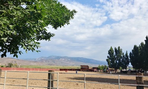 Paddock for Horses, Cattle