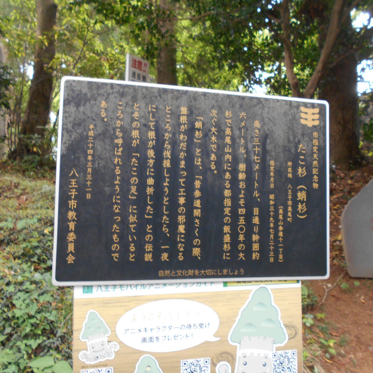 21年 たこ杉 行く前に 見どころをチェック トリップアドバイザー 21年 たこ杉 行く前に 見どころをチェック トリップアドバイザー