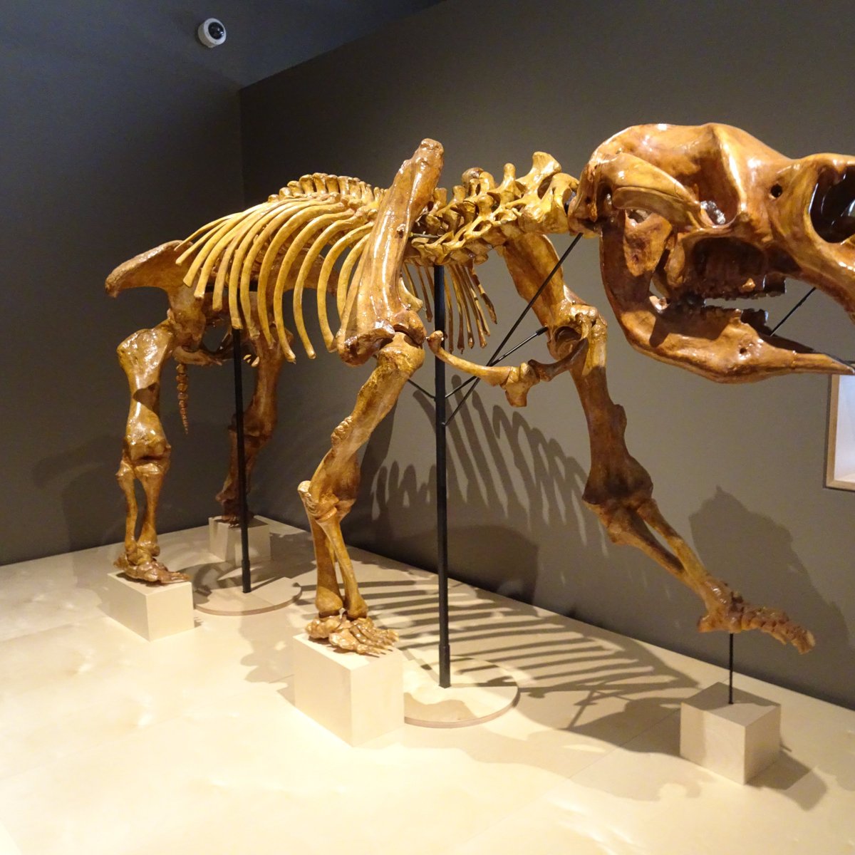 Megafauna Central - Museum and Art Gallery of the Northern Territory ...