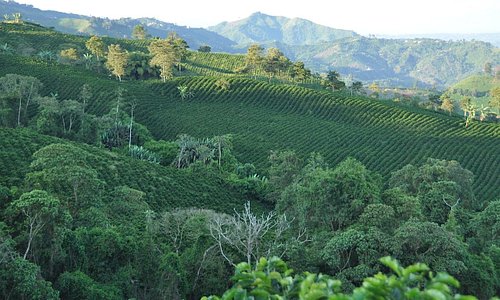 Grecas en Marsella, Risaralda – The Coffeenton Post