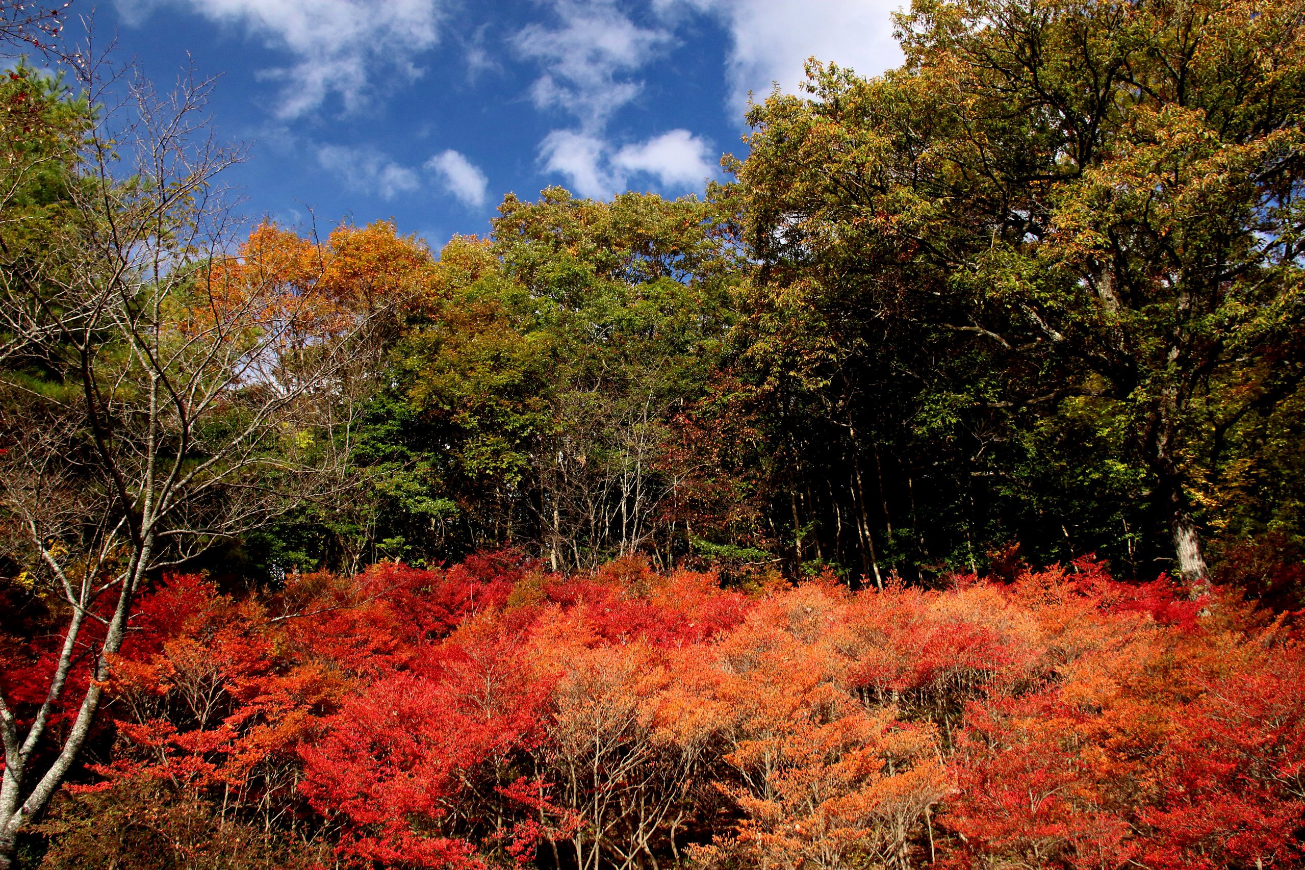 神戸森林植物園 安い ペット