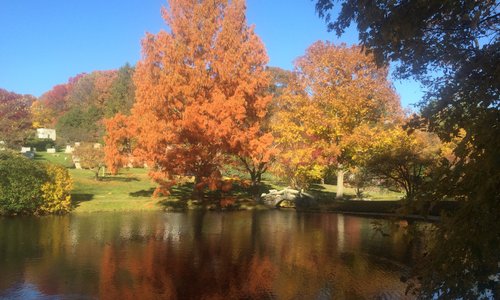 Dawn Redwood fall color at Newton Cemetery