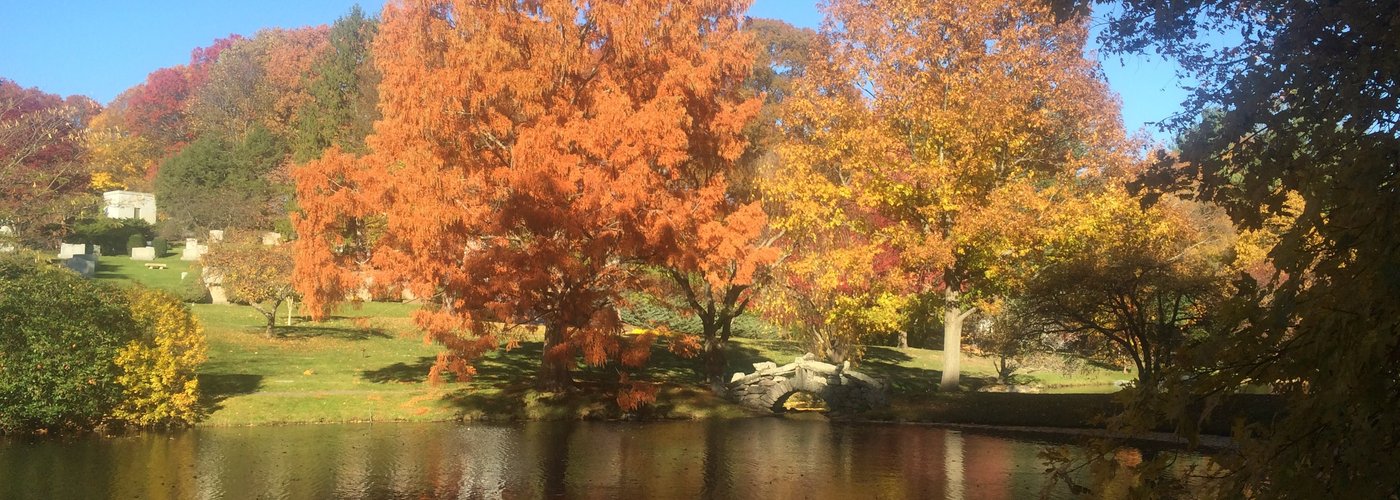 Dawn Redwood fall color at Newton Cemetery