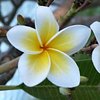 Fiore D