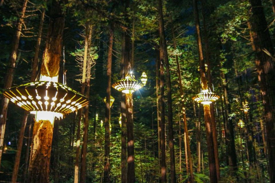 redwoods landscape lighting