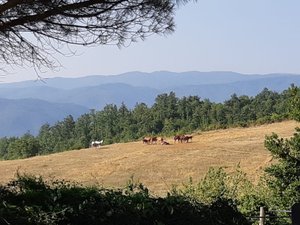 Vista dalla camera