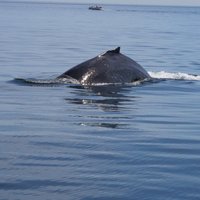 Port Angeles Whale Watch Company - All You Need to Know BEFORE You Go ...