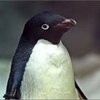 アデリーペンギン