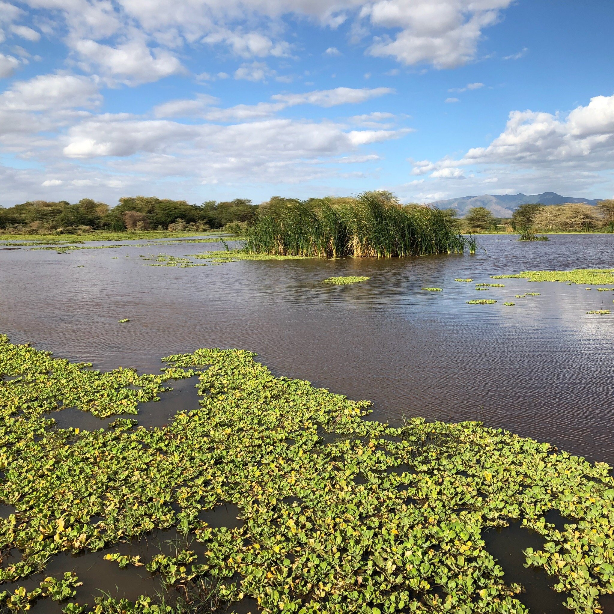 Lake Manyara National Park Tourism 2020 Best Of Lake Manyara   Photo6jpg 