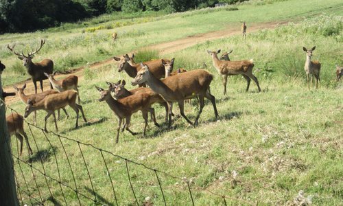 Some of the herd