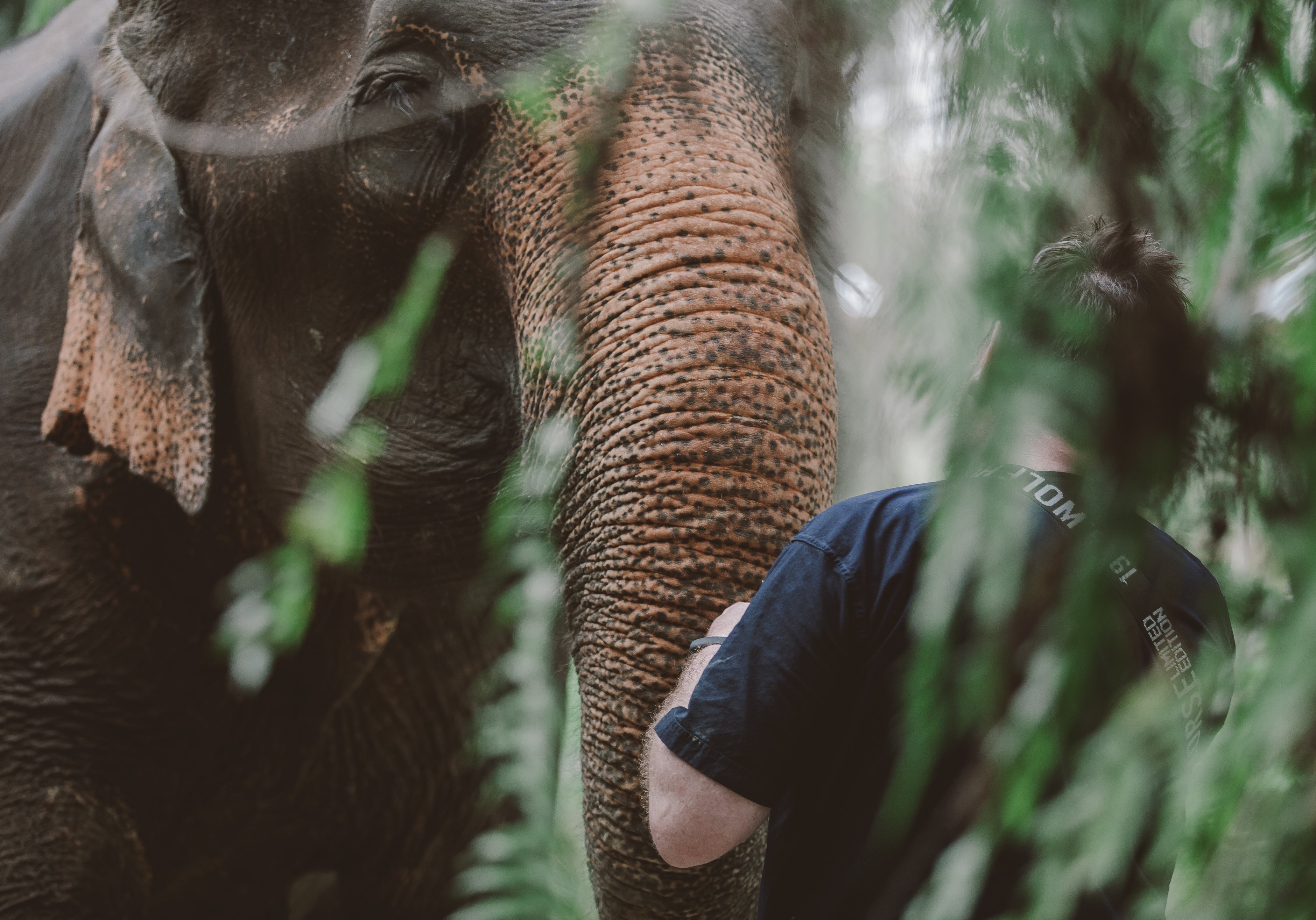 KRABI ELEPHANT HOUSE SANCTUARY (Sai Thai): Ce Qu'il Faut Savoir Pour ...