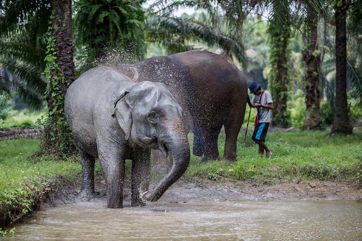 Krabi Elephant House Sanctuary Sai Thai Ce Quil Faut Savoir