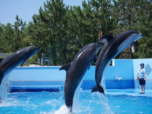 新潟市の公園 自然 ベスト10 トリップアドバイザー