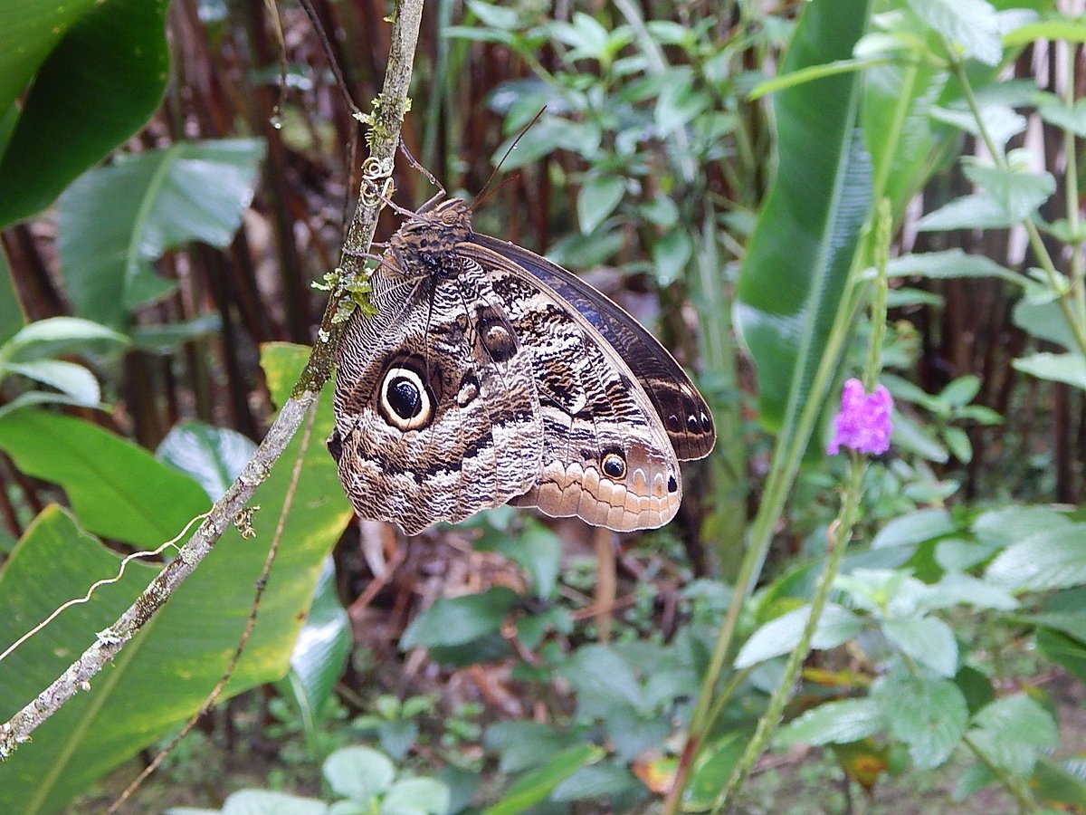 Mariposario de Machupicchu (Aguas Calientes) - All You Need to Know ...