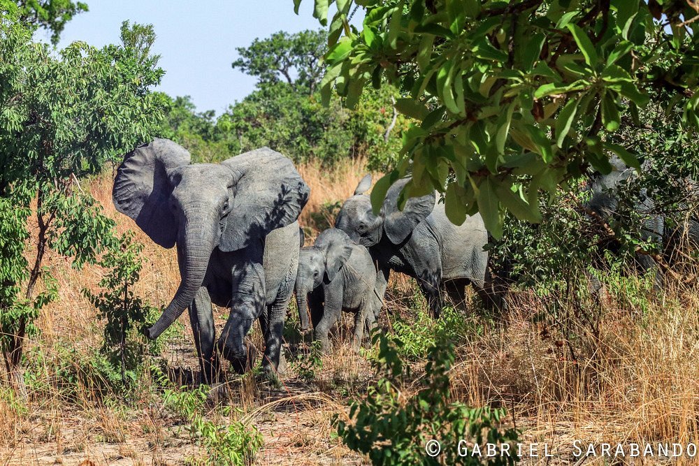 Elephant reserve. Белый слон резерв.