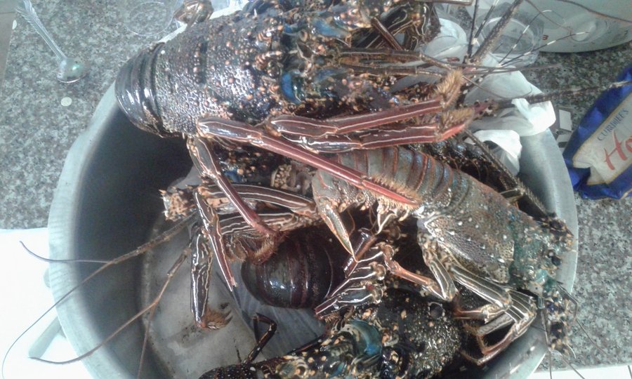 Catch of the day.