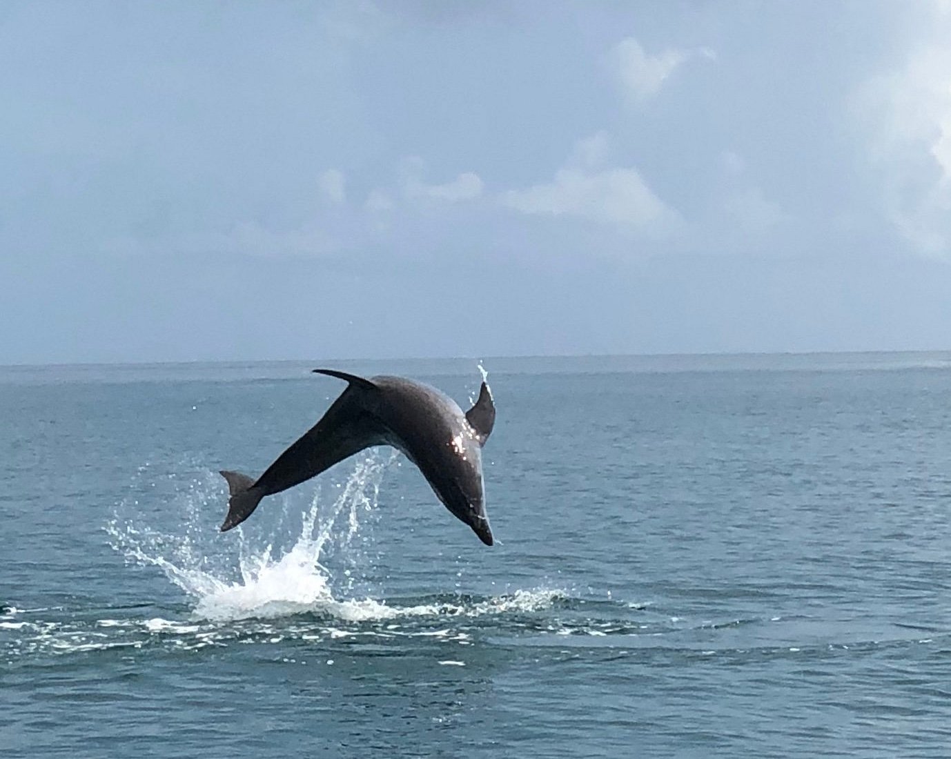 dolphin tours jupiter fl