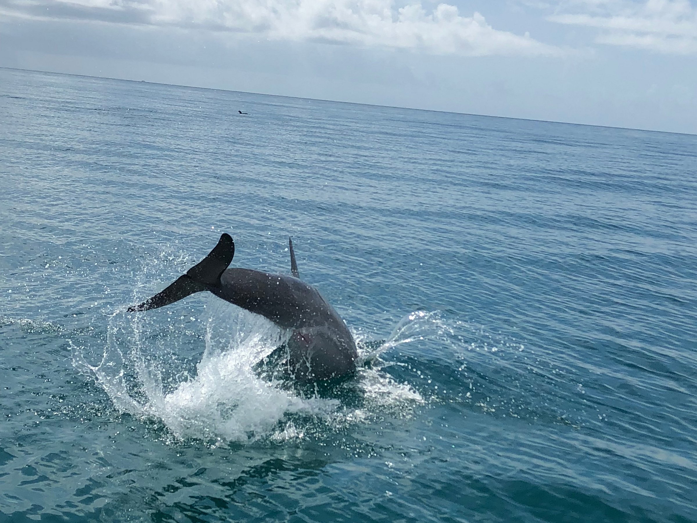 dolphin tours jupiter fl