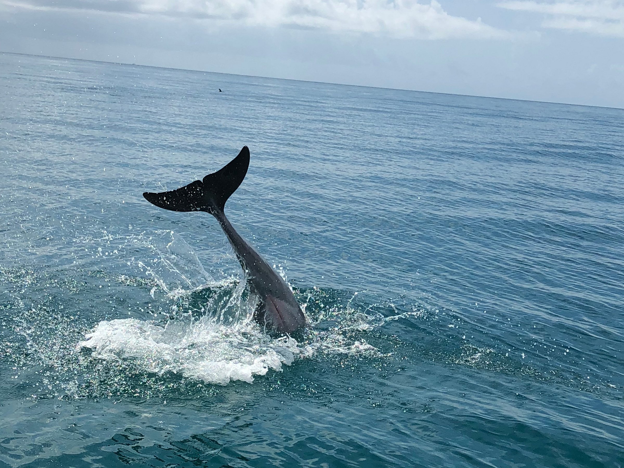 dolphin tours jupiter fl