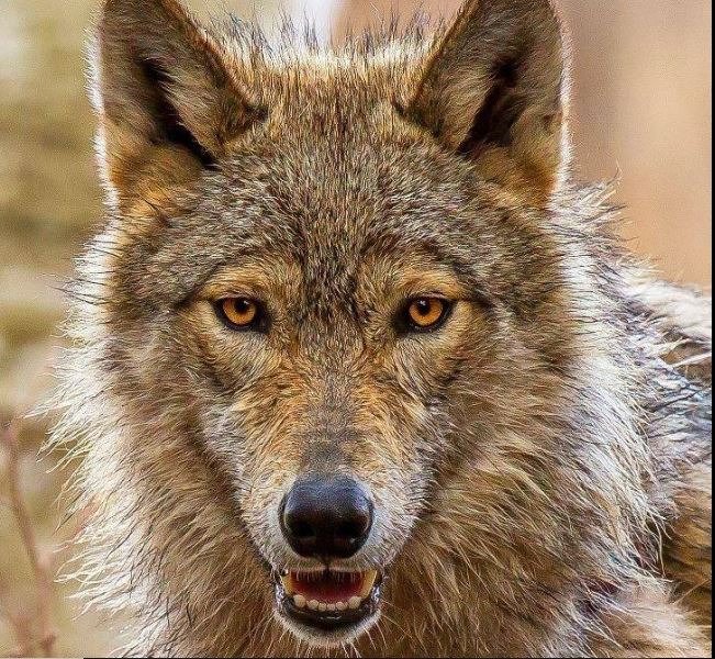 Adirondack Wildlife Refuge (Wilmington) - All You Need to Know BEFORE You Go
