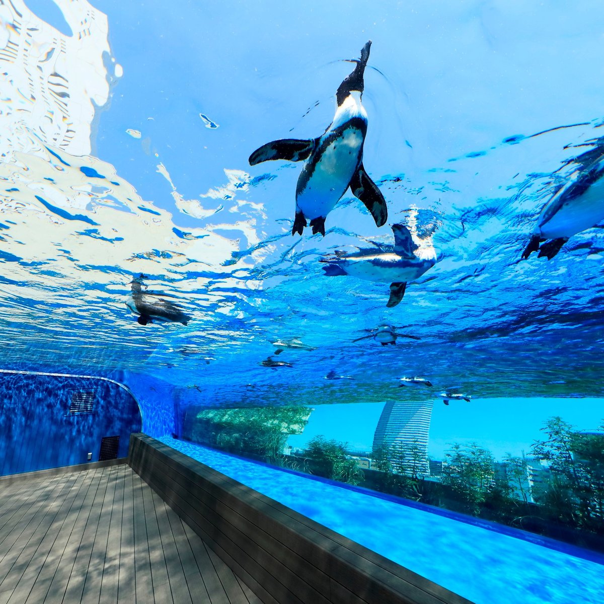 阳光水族馆 丰岛区 旅游景点点评 Tripadvisor